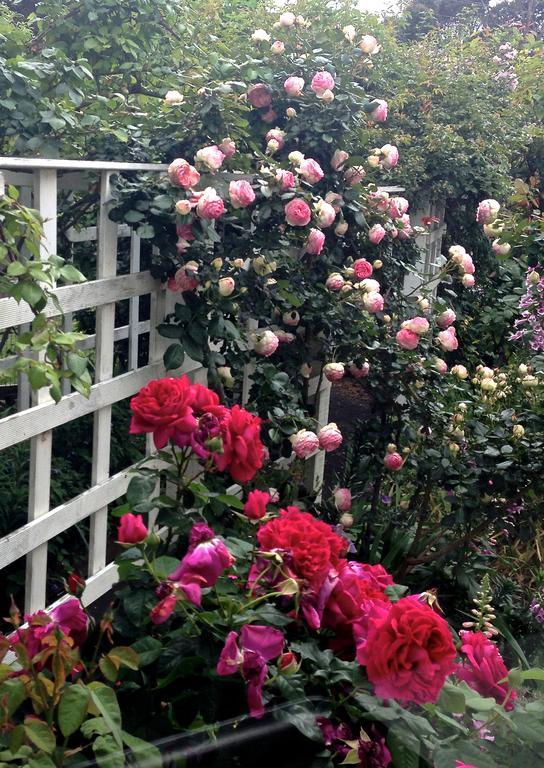Villa Bed Of Roses Apollo Bay Exterior foto
