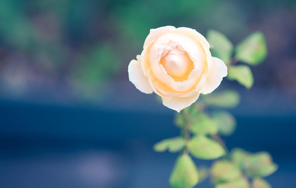Villa Bed Of Roses Apollo Bay Exterior foto
