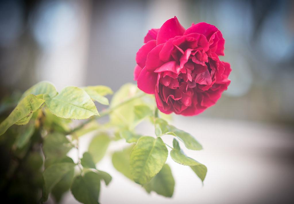 Villa Bed Of Roses Apollo Bay Exterior foto