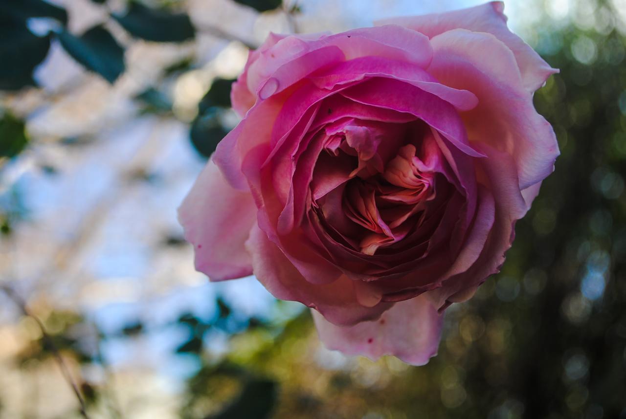 Villa Bed Of Roses Apollo Bay Exterior foto